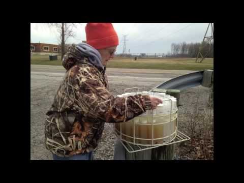 how to dissolve algae