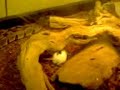 snake vs rat snake vs rat