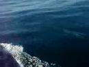 Dolphins in May