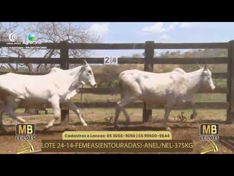 513� LEIL�O VIRTUAL MB LEIL�ES