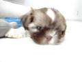 videos de Shih tzu Panqueca