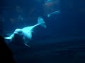 Baluga, Vancouver Aquarium