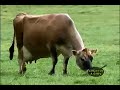 Organic Dairyman- Part 1: A Family Tradition Organic Dairyman- Part 1: A Family Tradition