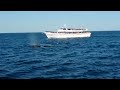 Click here to watch this video Whale watching