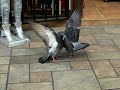 Tremenda pelea de pajaros