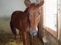 Hypo, Quino, QH: it's my life