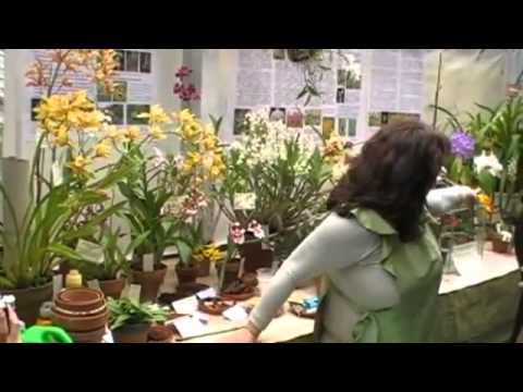how to transplant cymbidium orchids