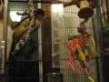 videos de Birdie Plunk Foraging Toy