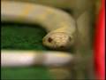 The Balancing Act Show 1101 - ReptilesTV SMT