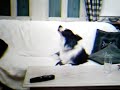 Border Collie Singing Opera to Elgar