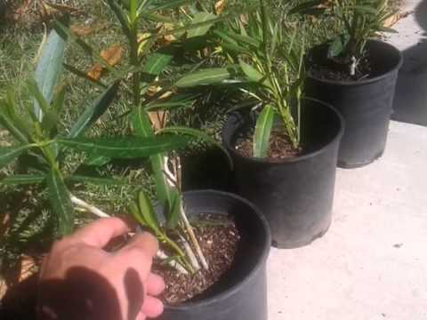 how to transplant oleander cuttings
