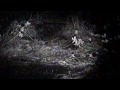 05.14.2200H BRI Loon Cam