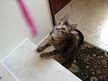 Tica & Teca lutam com coisa felpuda! Tica & Teca lutam com coisa felpuda!