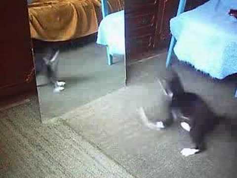 funny cat in mirror brakedance