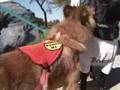 Pets and Animals league 1 of 2007-09-19