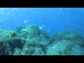 Buceo en la Reserva  de Cabo de Palos