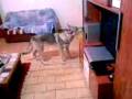 Video003.3gp