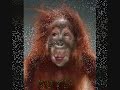 funny monkeys 1