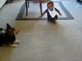 dos cachorros