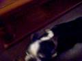 videos de Boston Terrier and Alaskan Timberwolf
