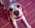 Beagle video