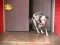 CAMPAÑA DE VACUNACIÓN CANINA 2009