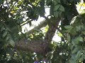 (#333 L&M-YAP) AN ORB IN HIGH FLIGHT (LSF) (#333 L&M-YAP) AN ORB IN HIGH FLIGHT (LSF)