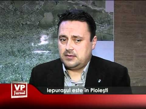 Iepurașul este în Ploiești