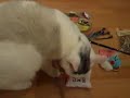 ivy.wmv