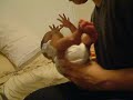 Burp our premature Baby, sweety Mimi