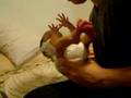 Burp our premature Baby, sweety Mimi