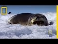 Exploring Oceans: Antarctica