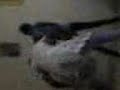 Click here to watch this video can't be tamed choregraphy - bye Alye nassaki (deely crazy) & her sister