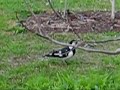 A Peewee in our garden