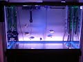 Caribe Piranha EV01