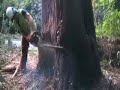 tree felling
