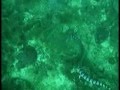 Serpientes marinas de Filipinas