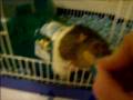 videos de Rat Acheron fighting for his pretzel!