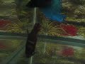 My Betta Spawn