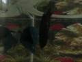My Betta Spawn