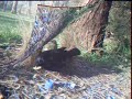 Duelling Bowerbirds