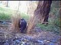 Duelling Bowerbirds