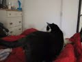 The Kitty Tails. {Nijal}