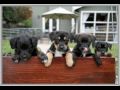 PPR - Happy Tails