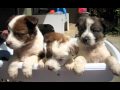 PPR - Happy Tails
