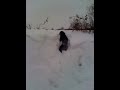 Flat coated Retriever im Tiefschnee