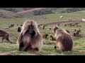 BalazsBuzas_geladas_Simien_NP_20081012e.MP4