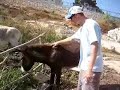 hello donkey