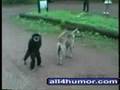 Animal Fun
