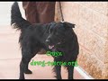 \"Best Dawg Rescue,\" Welcome\